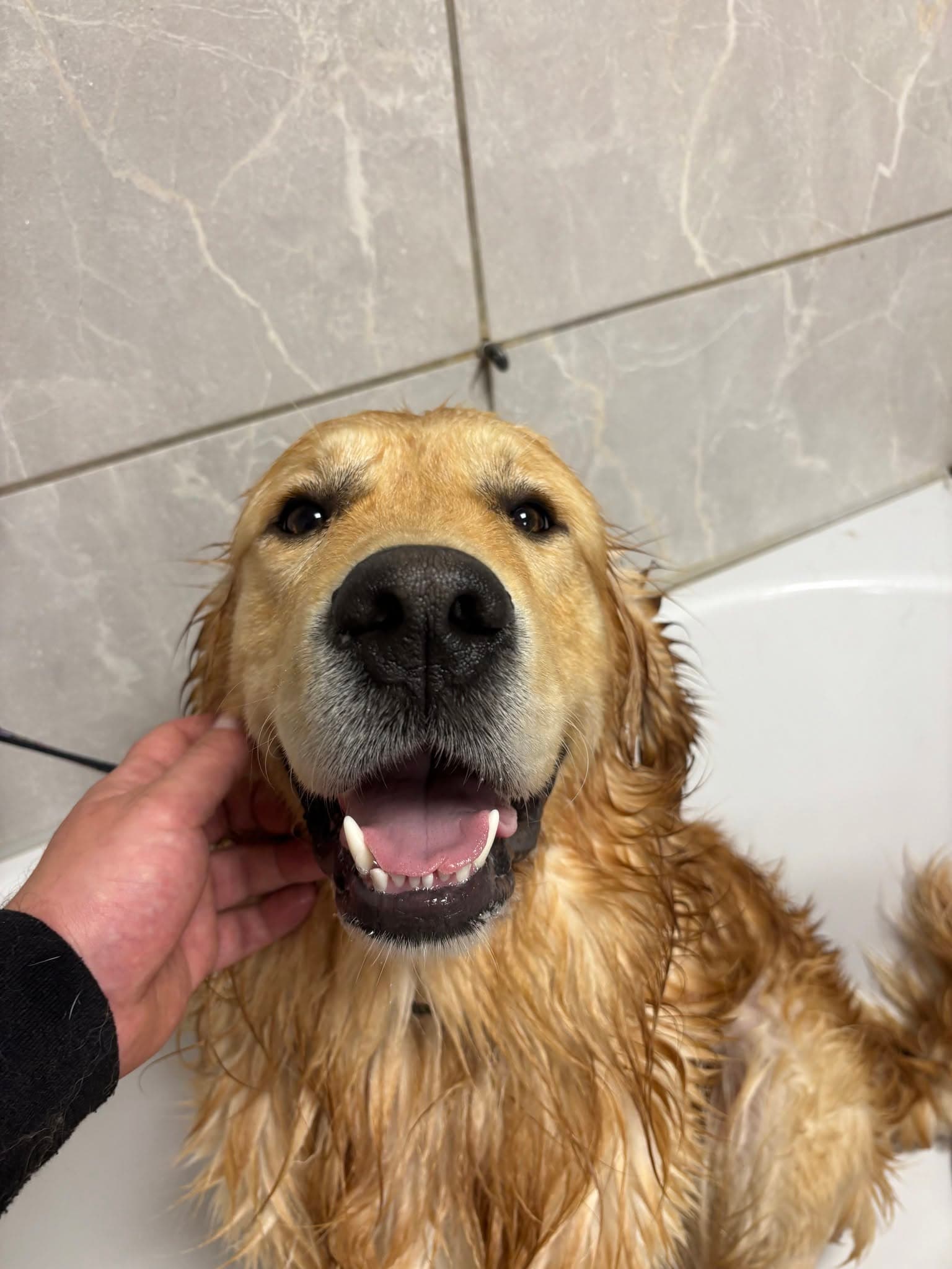 Auksaspalvis retriveris po maudymo ir priežiūros Dog Re-Look salone