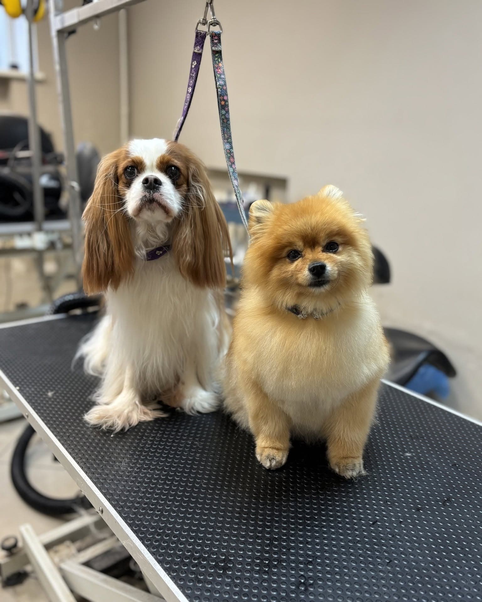 Kavalierius karaliaus Karolio spanielis ir Pomeranijos špicas po priežiūros procedūrų