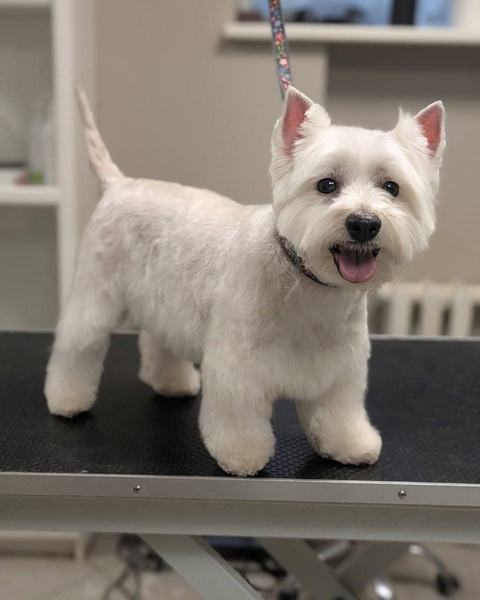Vakarų Škotijos baltasis terjeras po kirpimo Dog Re-Look salone
